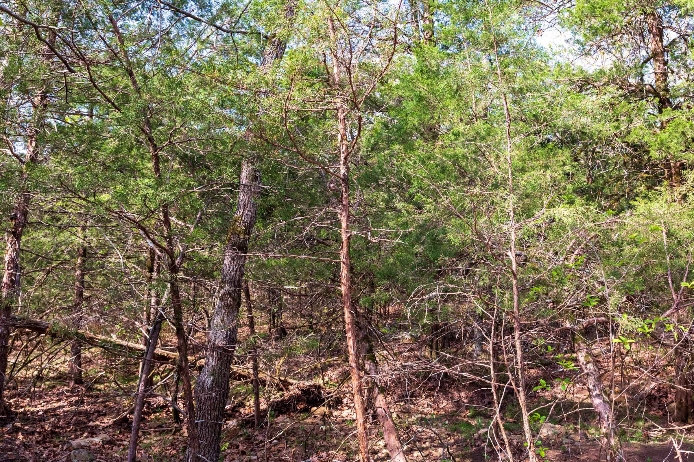 Tract 5 at Autumnwood in Fulton County, Arkansas