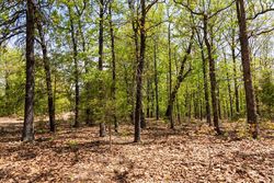 property photo for Autumnwood Tract 7, 7.46 acres for sale in Fulton County, Arkansas