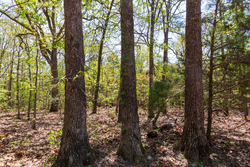 property photo for Autumnwood Tract 7, 7.46 acres for sale in Fulton County, Arkansas