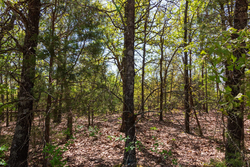 property photo for Autumnwood Tract 7, 7.46 acres for sale in Fulton County, Arkansas