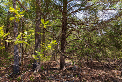 property photo for Autumnwood Tract 7, 7.46 acres for sale in Fulton County, Arkansas