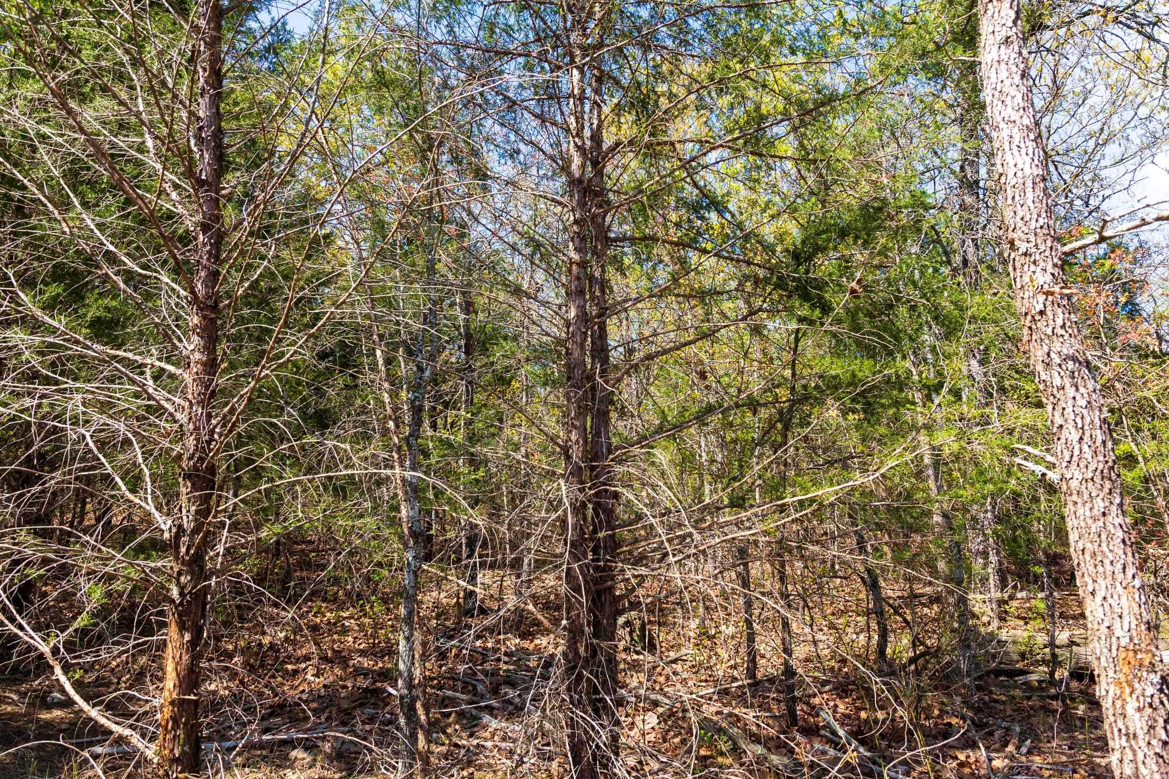 Tract 8 at Autumnwood in Fulton County, Arkansas