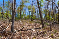 property photo for Lazybrook Tract 13, 6.56 acres for sale in Fulton County, Arkansas