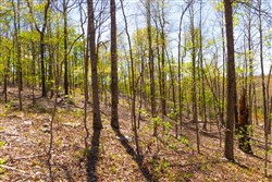 property photo for Lazybrook Tract 13, 6.56 acres for sale in Fulton County, Arkansas