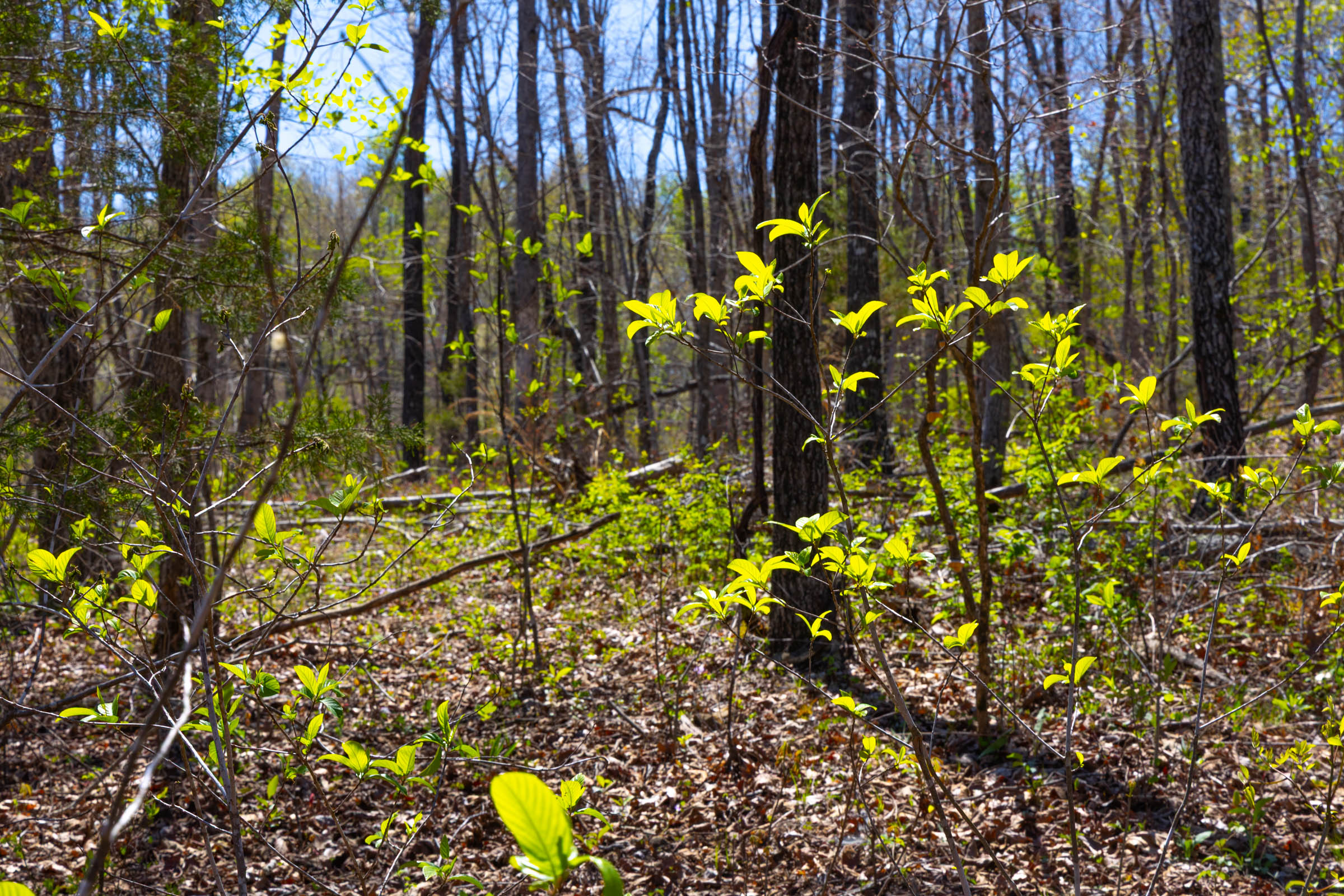 Tract 17 at Lazybrook in Fulton County, Arkansas