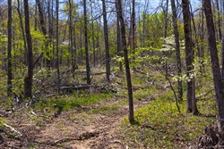 property photo for Lazybrook Tract 19, 6.44 acres for sale in Fulton County, Arkansas