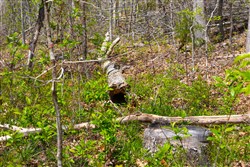 property photo for Lazybrook Tract 19, 6.44 acres for sale in Fulton County, Arkansas
