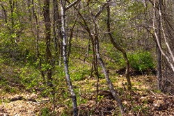 property photo for Lazybrook Tract 19, 6.44 acres for sale in Fulton County, Arkansas