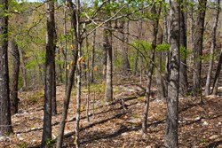 property photo for Lazybrook Tract 2, 6.45 acres for sale in Fulton County, Arkansas